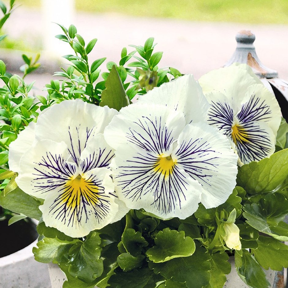 pansy 'Cats Plus White'