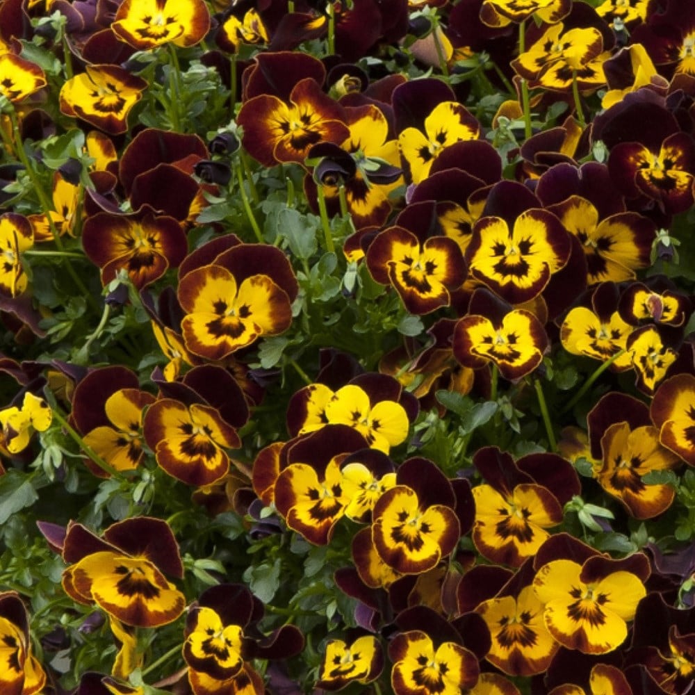 Product options image