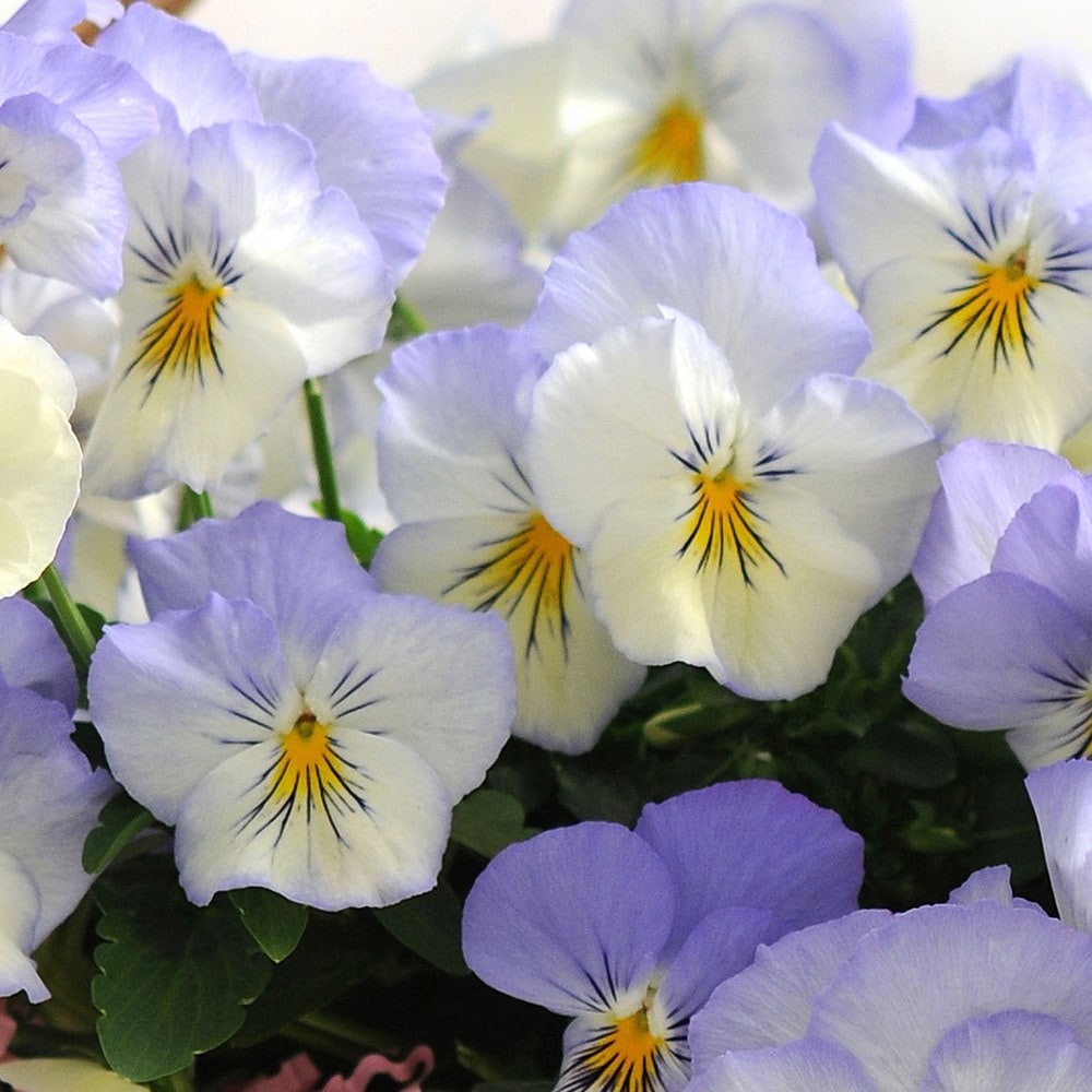 Product options image