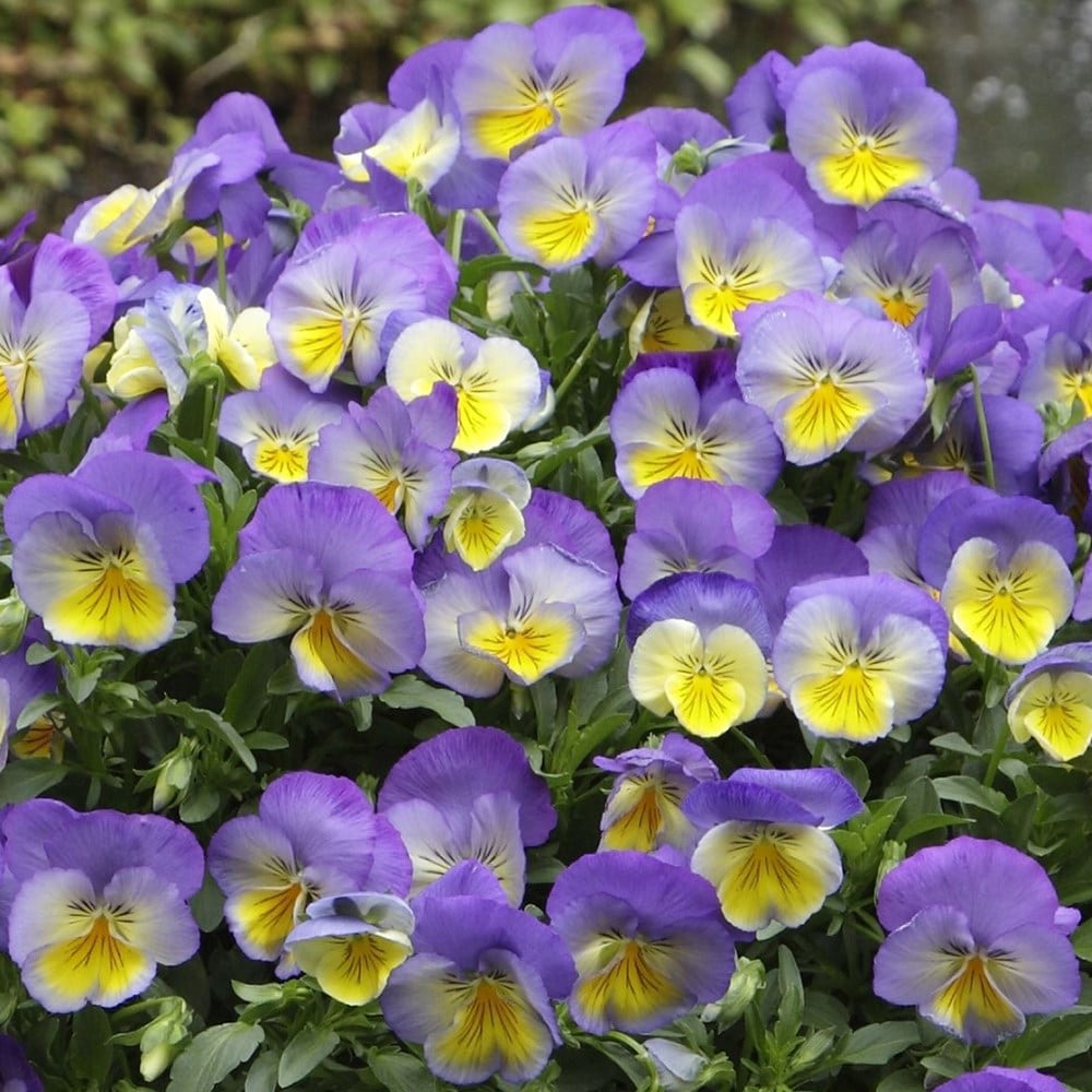 Product options image