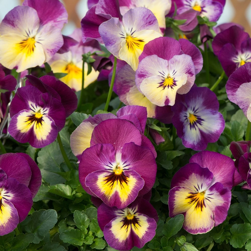 Product options image