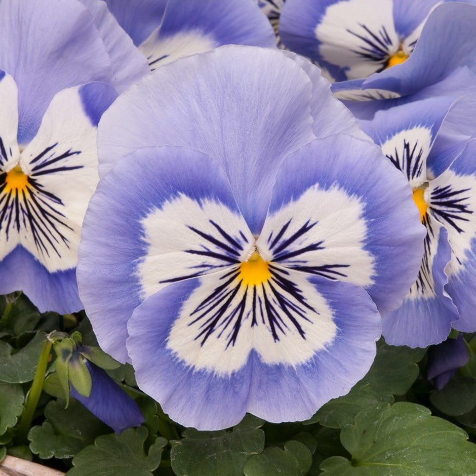 pansy 'Mystique Blue Whiskers'