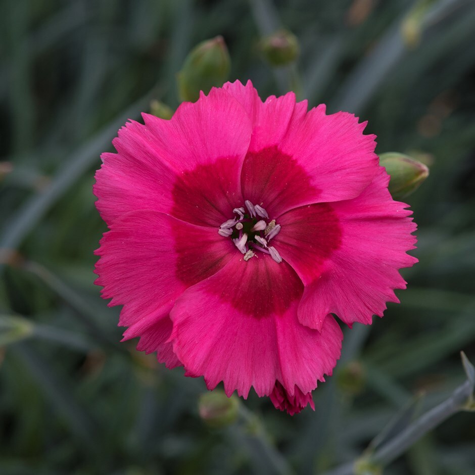 Buy Dianthus (Allwoodii Group) 'Cosmopolitan ('Wp15Pie43') (Cocktail ...