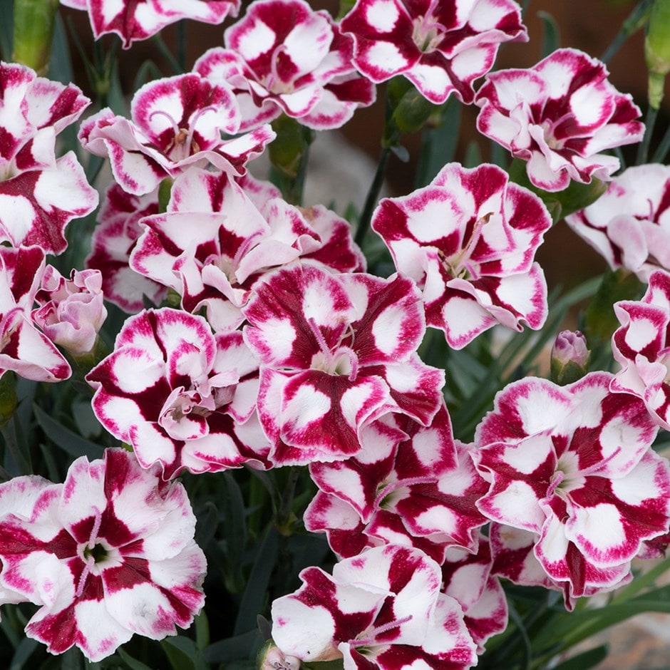 Dianthus <b class=small-caps>(Allwoodii Group) Cremarena</b>