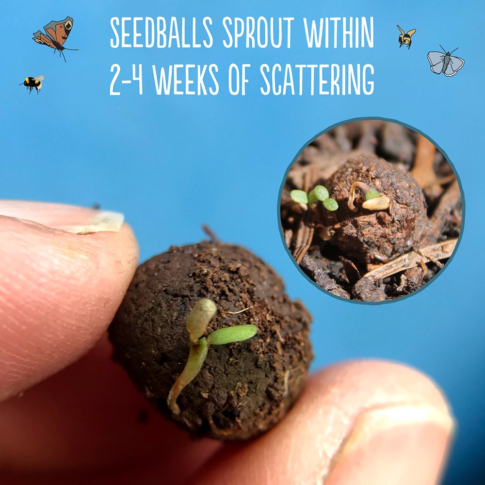 Seedballs native wildflowers for shade