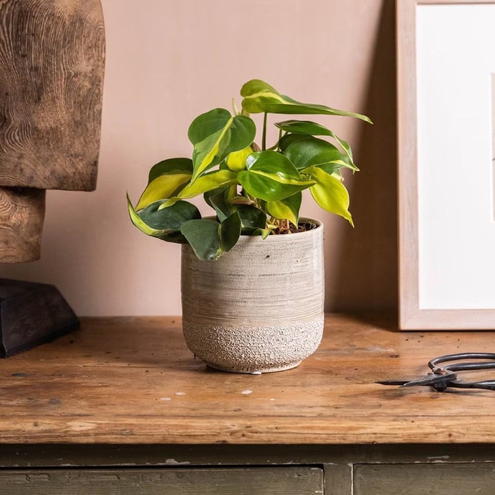 Product options image