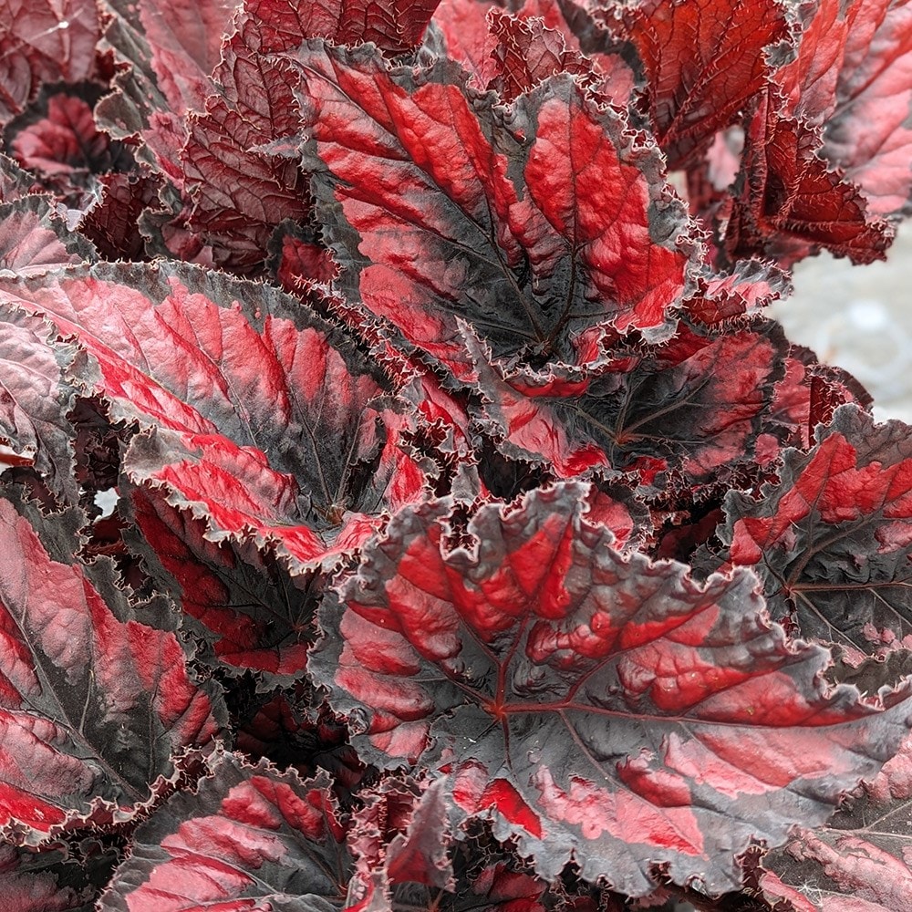 <i>Begonia</i> 'Red Robin'