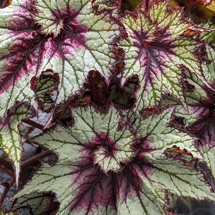 Begonia Red Tempest