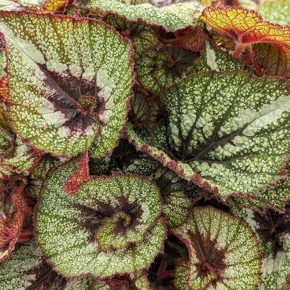 Product options image