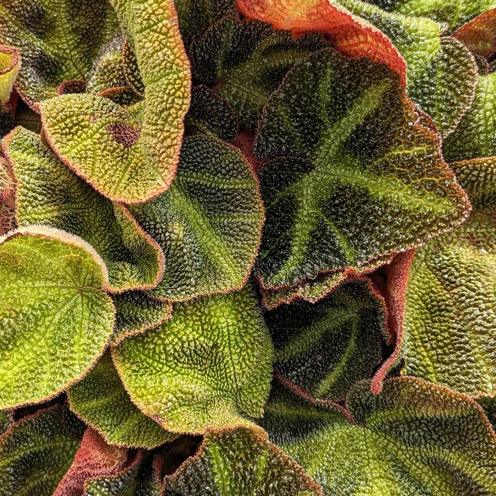 Product options image