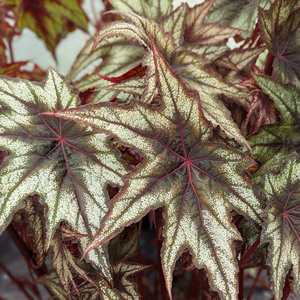 Product options image