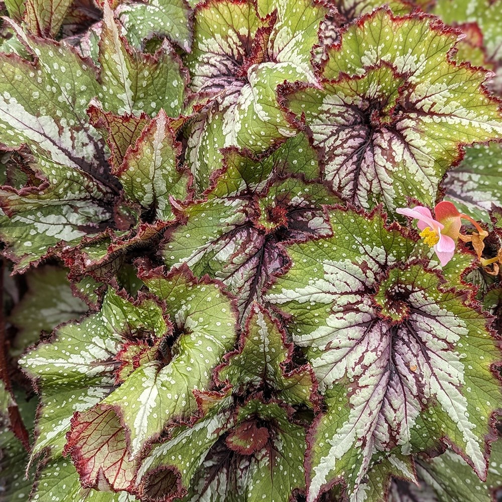 Product options image