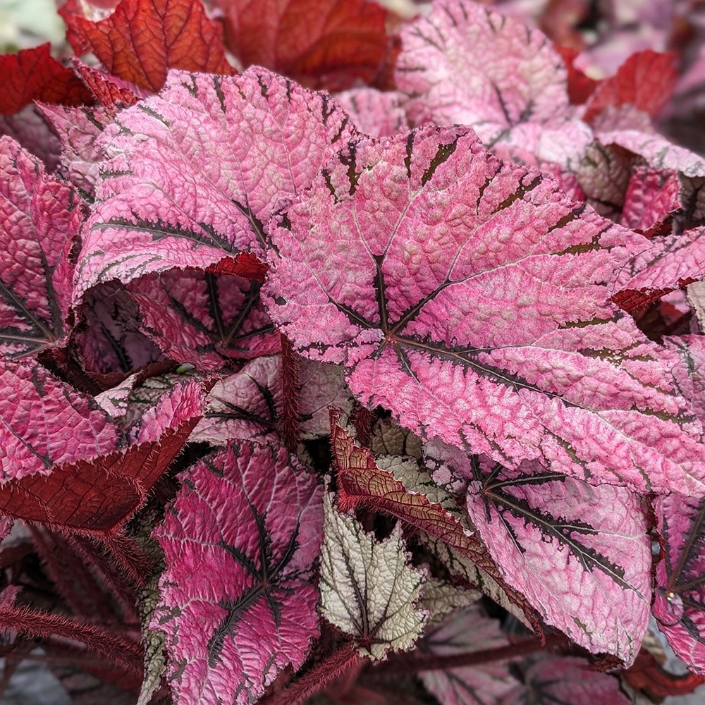 Product options image