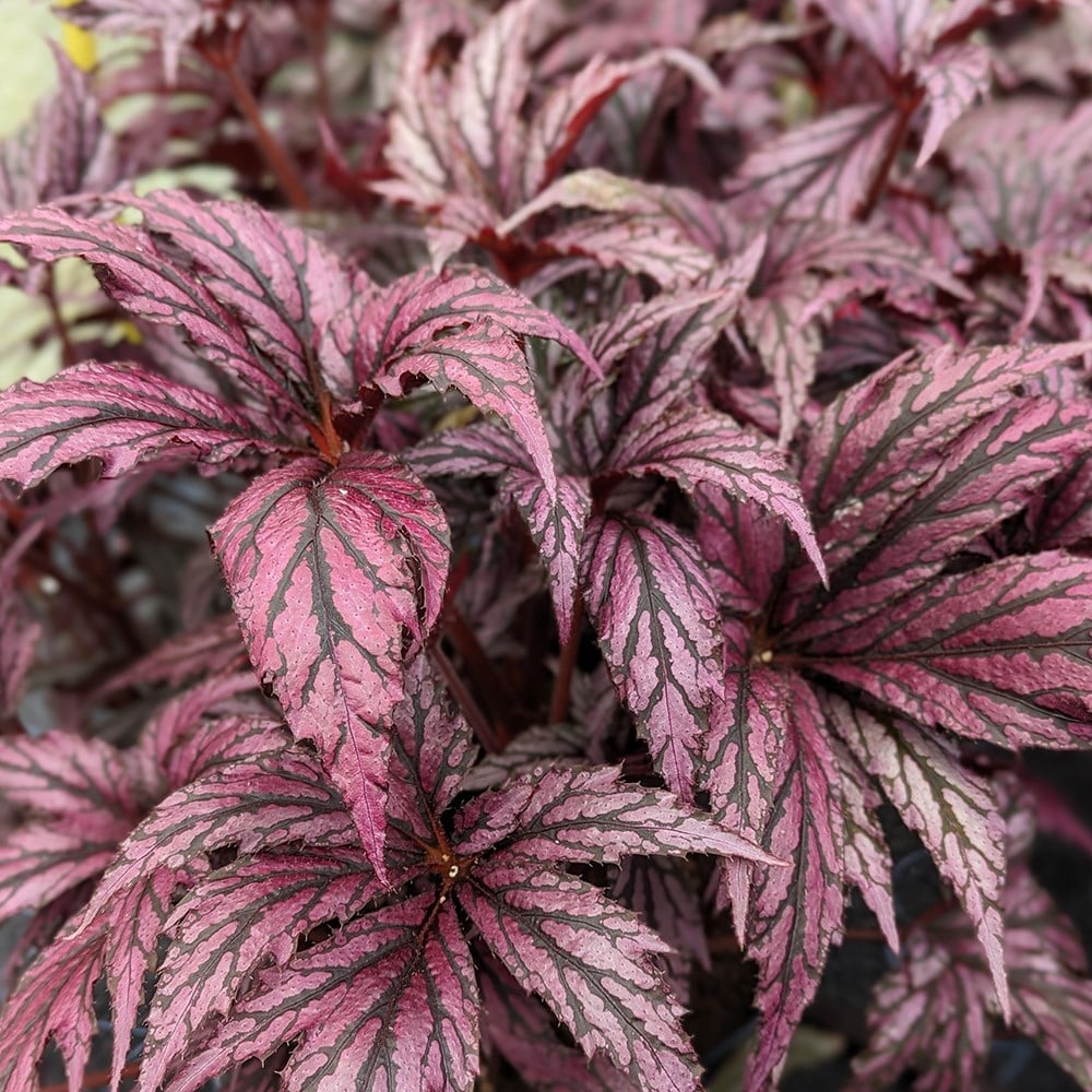 Product options image