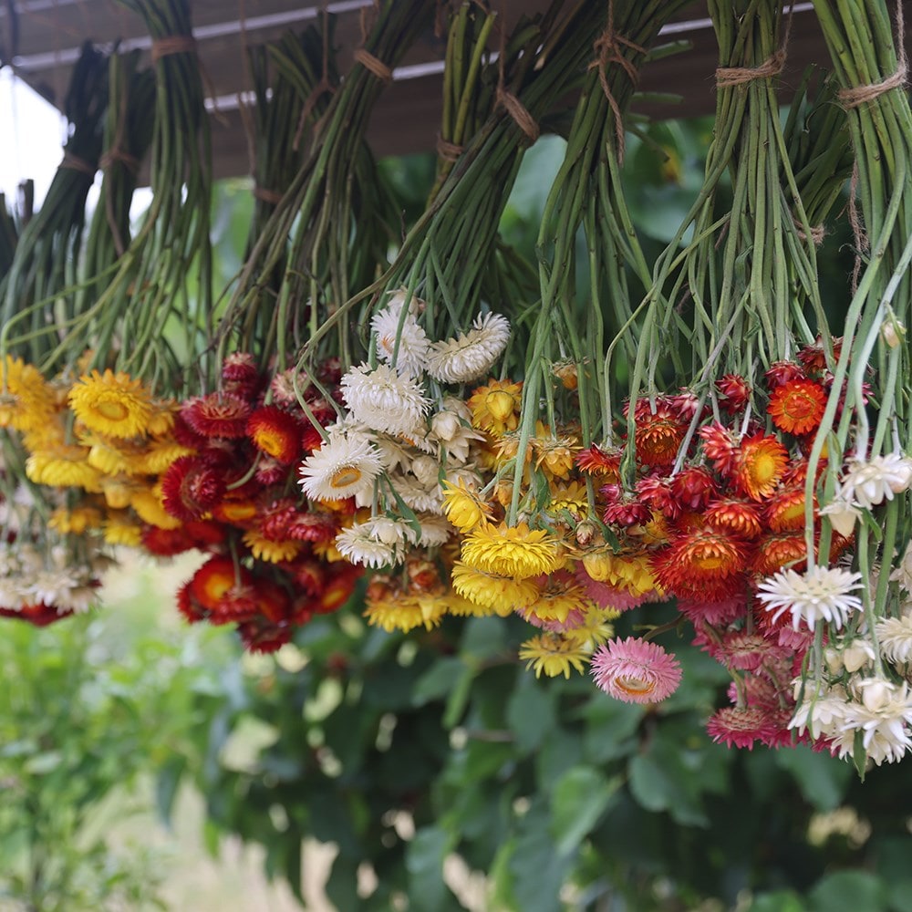 Product options image