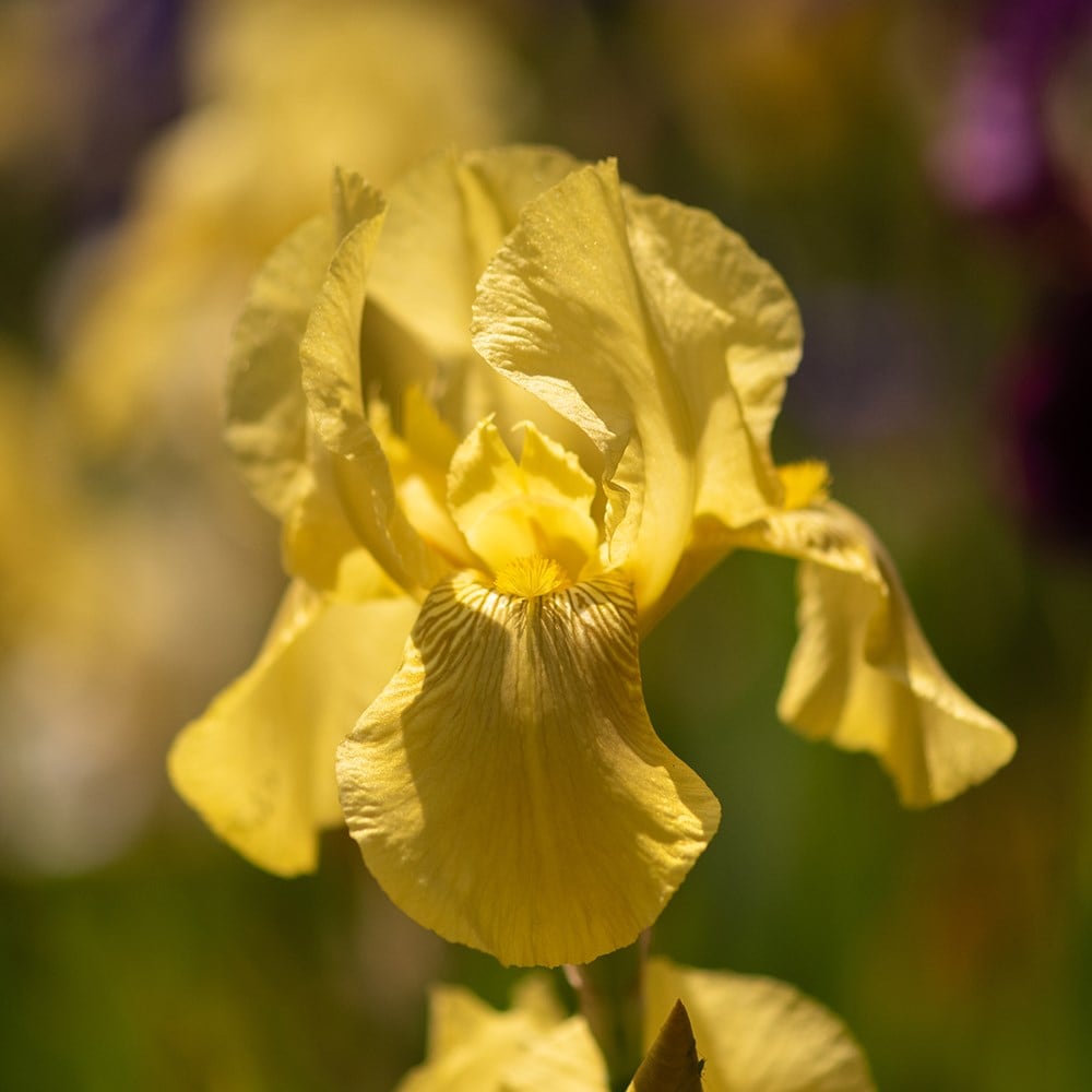 <i>Iris</i> 'Benton Apollo'