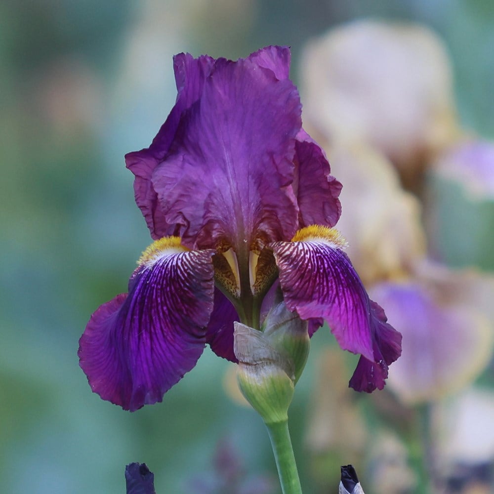 2 litre iris