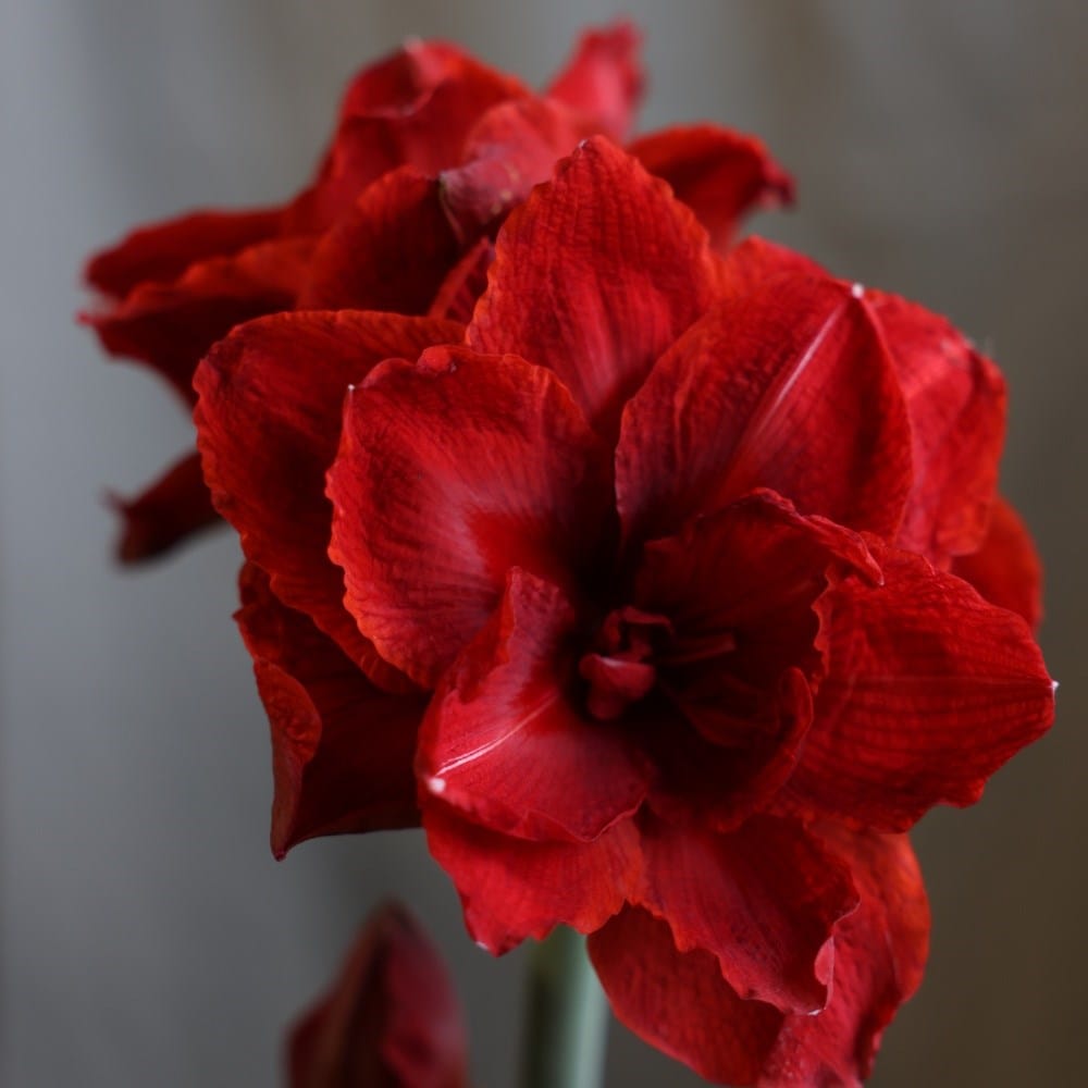 Product options image