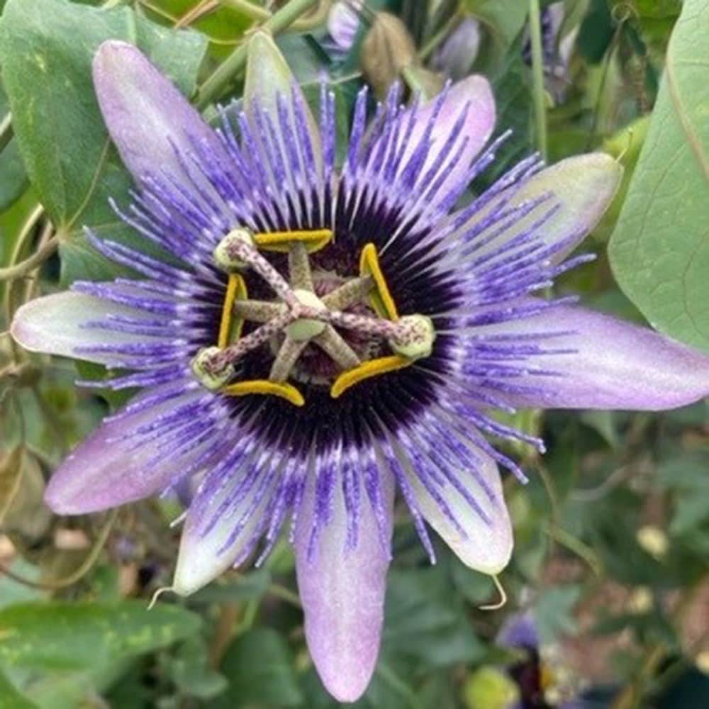 Product options image