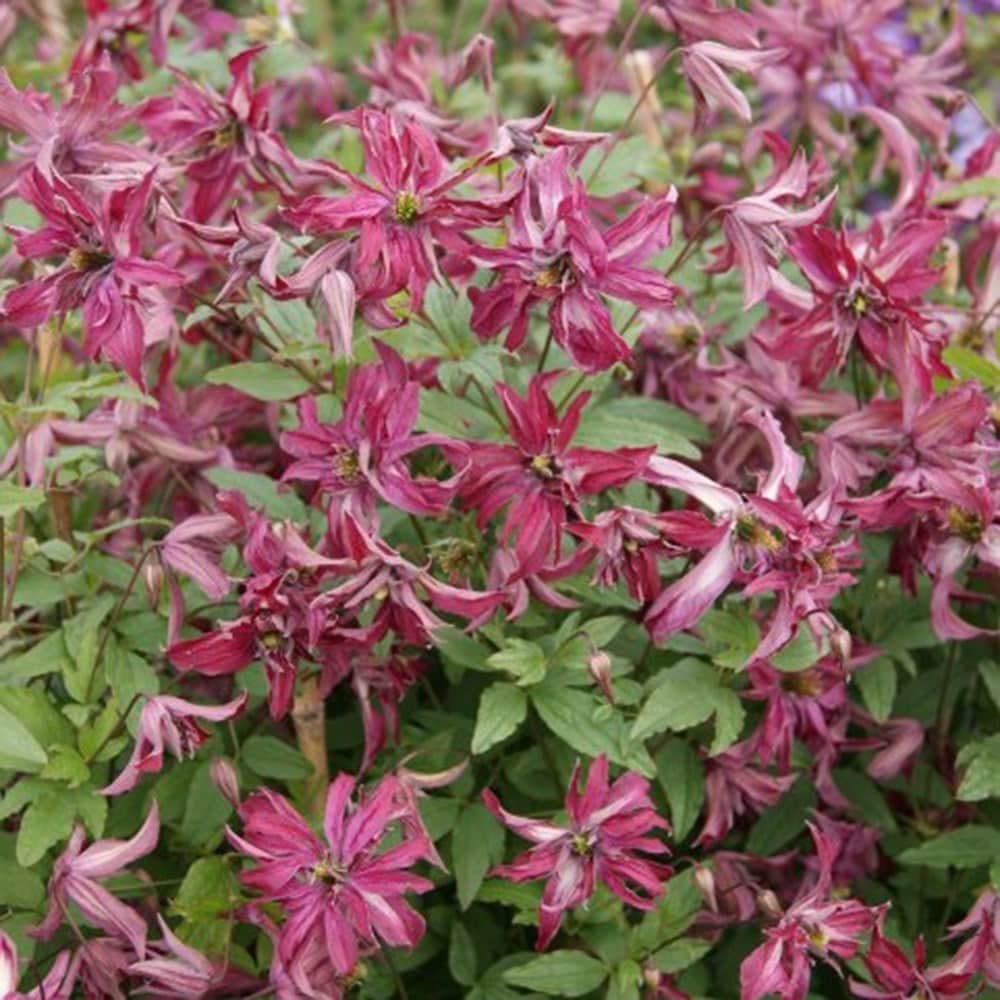 Product options image