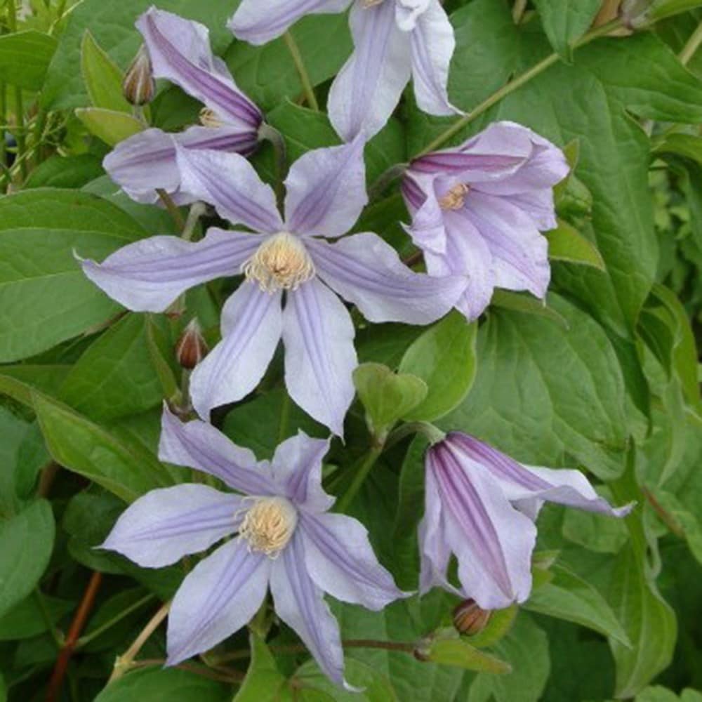 <i>Clematis</i> <b class=small-caps>Star River</b> ('Zostarri') (PBR)