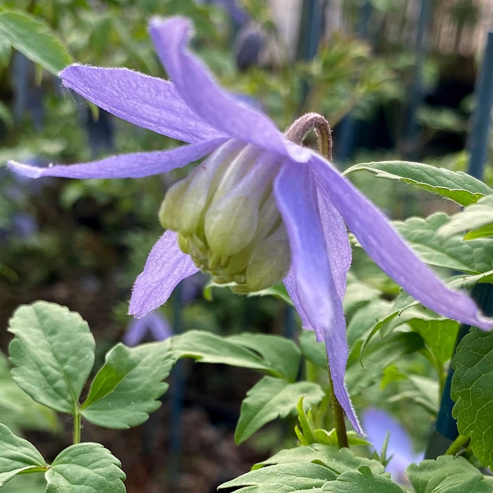 Product options image