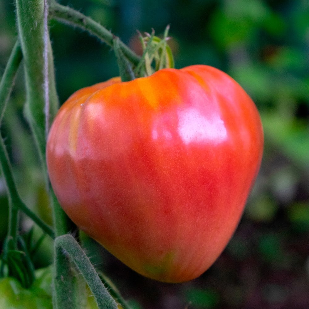 oxheart tomato (beefsteak) 'Cuor Di Bue'