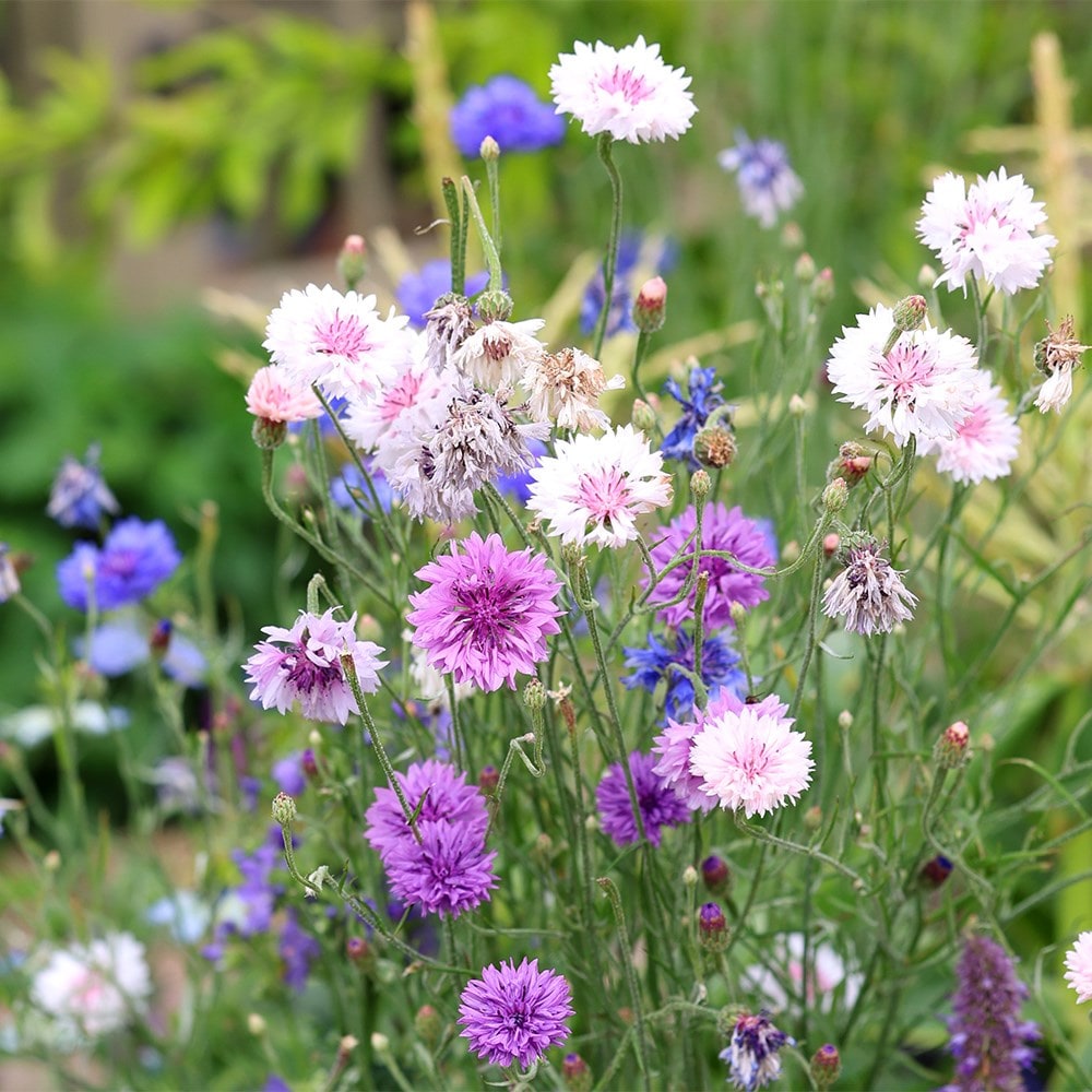 Product options image