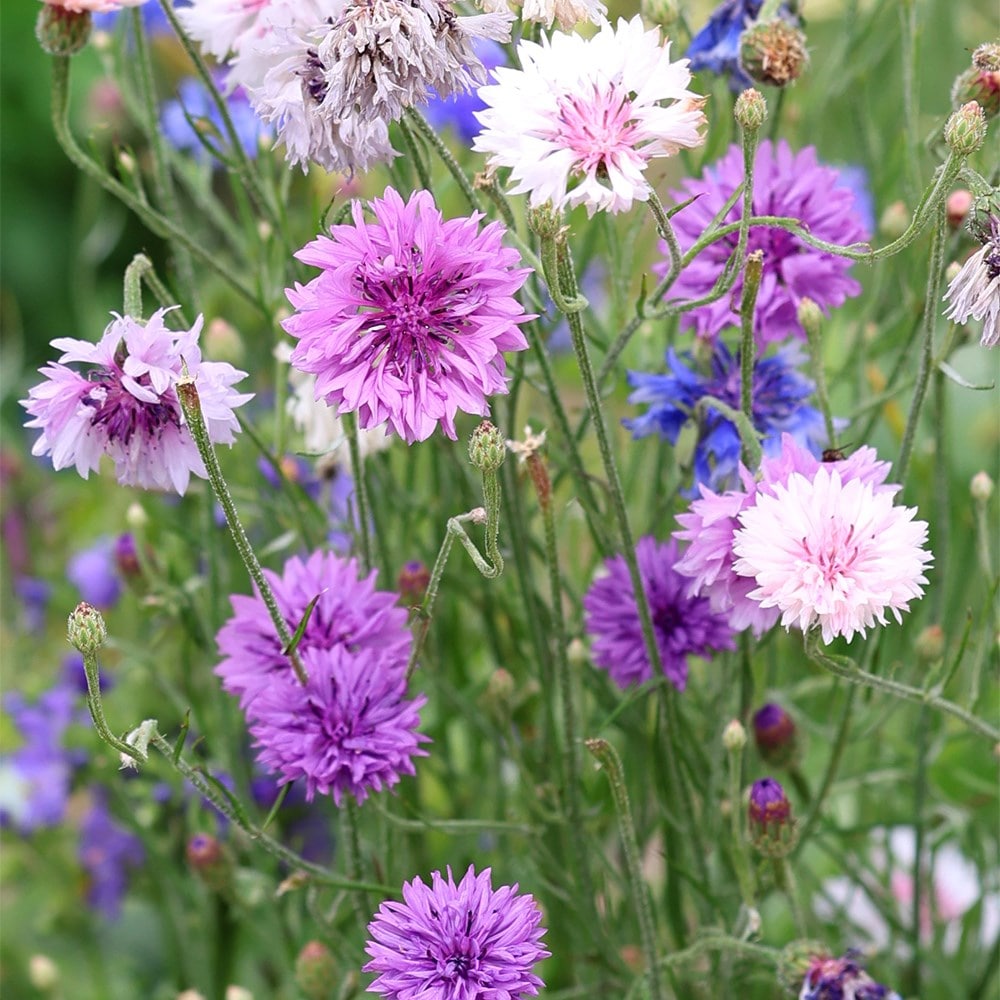 <i>Centaurea cyanus</i> 'Polka Dot Series'