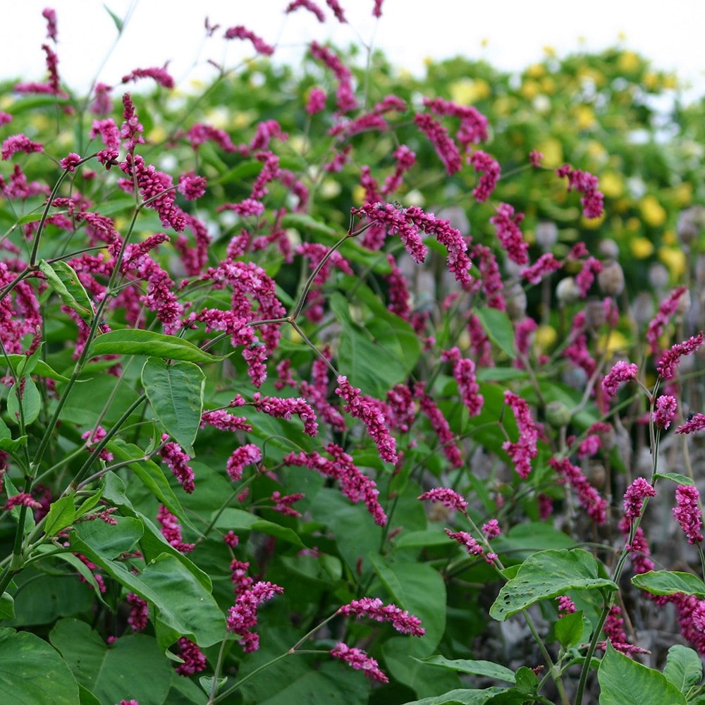 Product options image