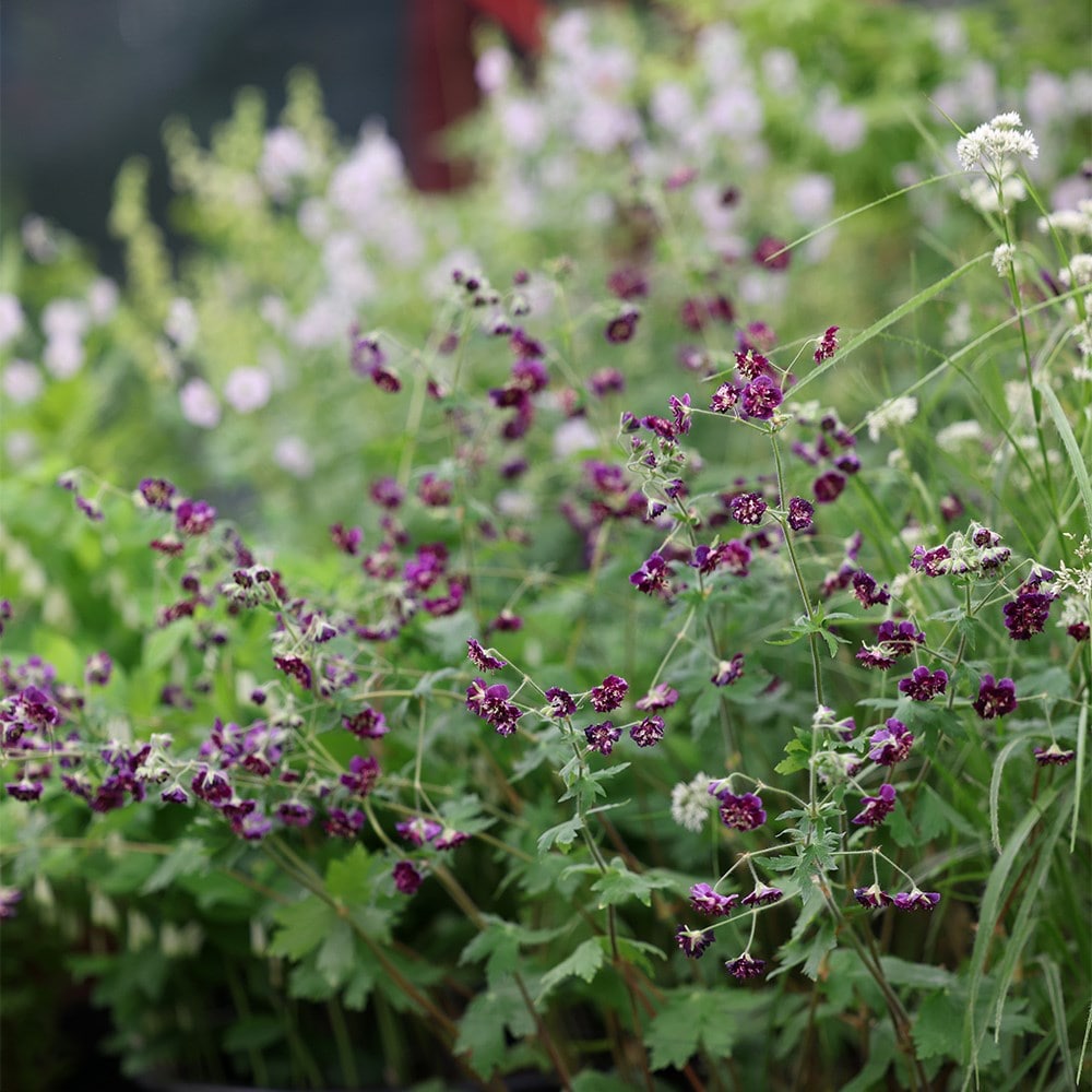 <i>Geranium phaeum</i> 'Joseph Green'