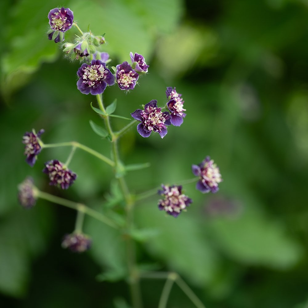<i>Geranium phaeum</i> 'Joseph Green'