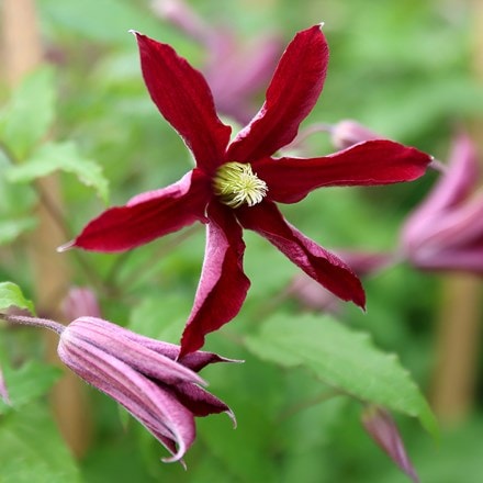 Clematis Glorious Red ('Zo23015') (PBR)