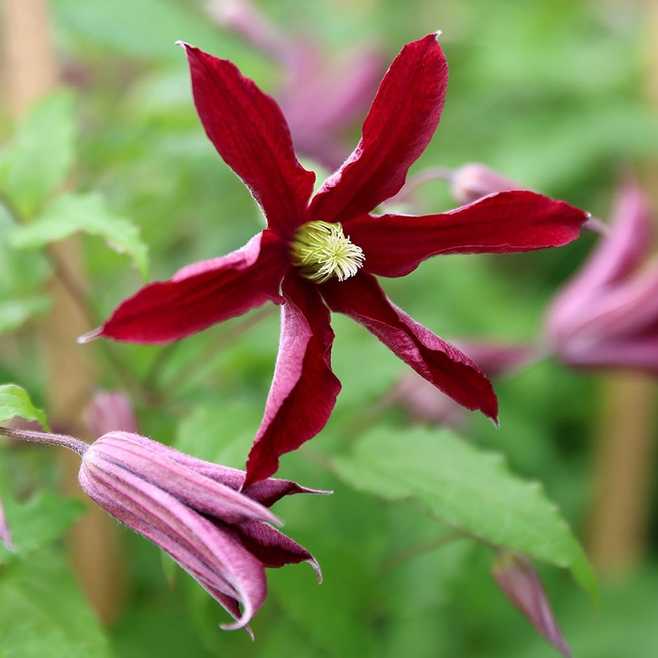<i>Clematis </i><b class=small-caps>Glorious Red</b> ('Zo23015') (PBR)