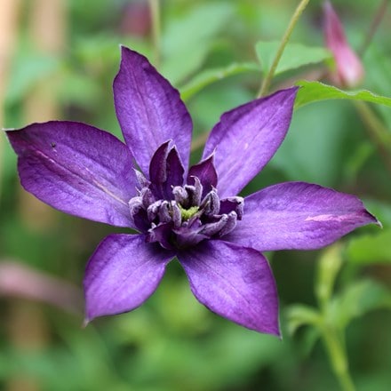 Clematis Glorious Day ('Zo23020') (PBR)