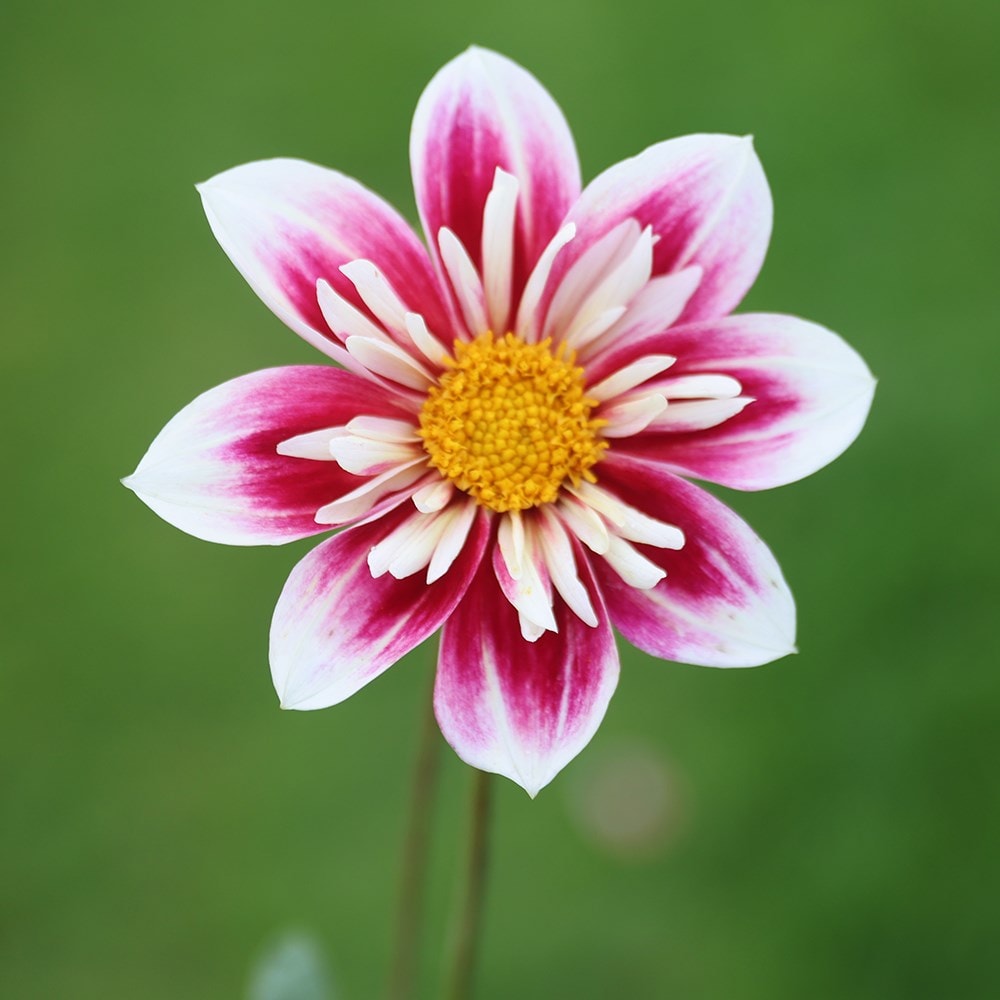 Product options image