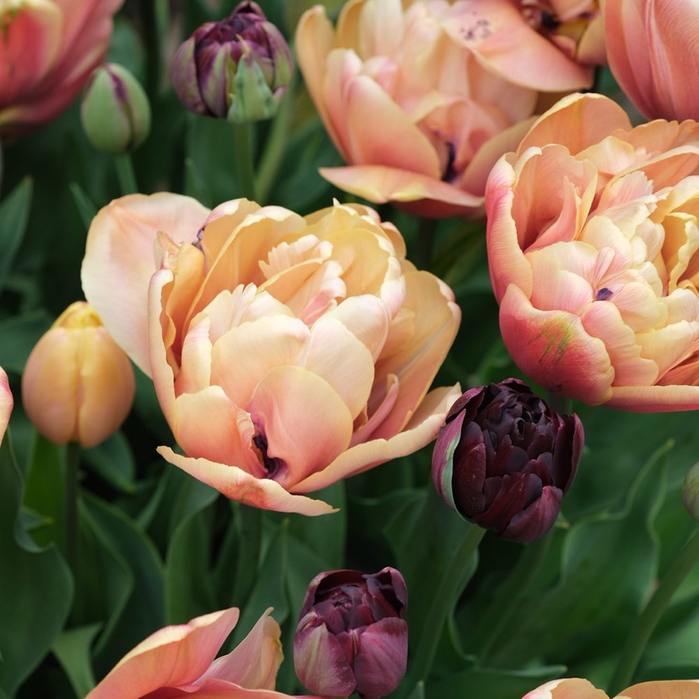 Product options image