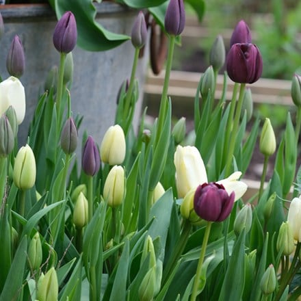 The Garden Gate blackcurrant ripple tulip collection