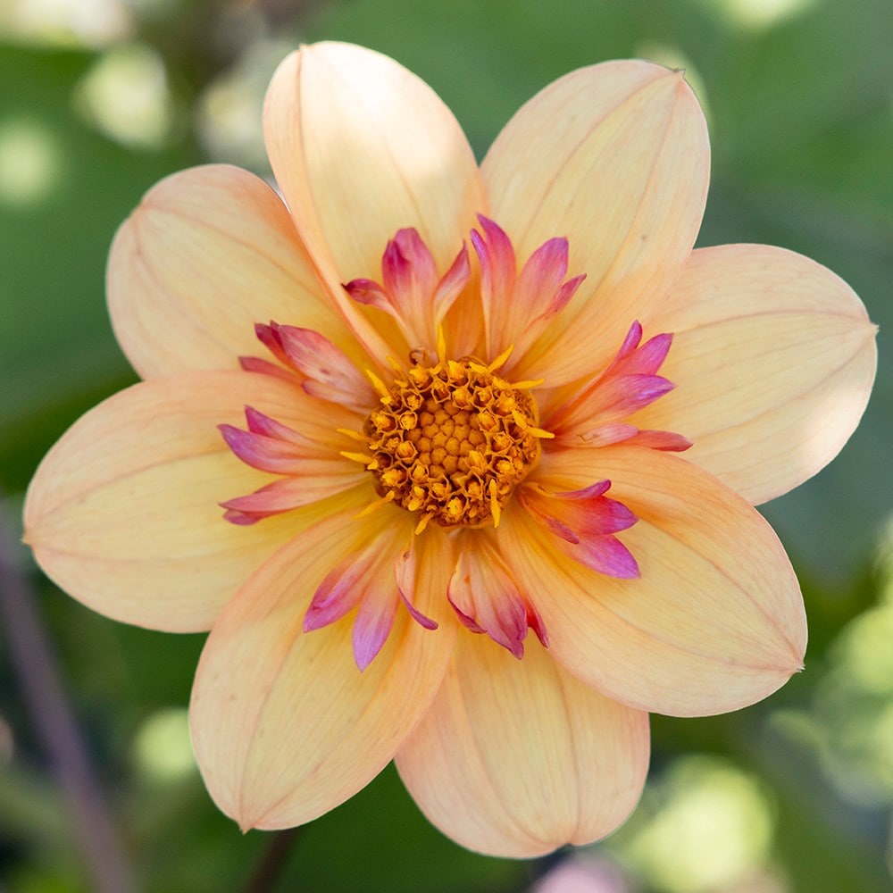 Product options image