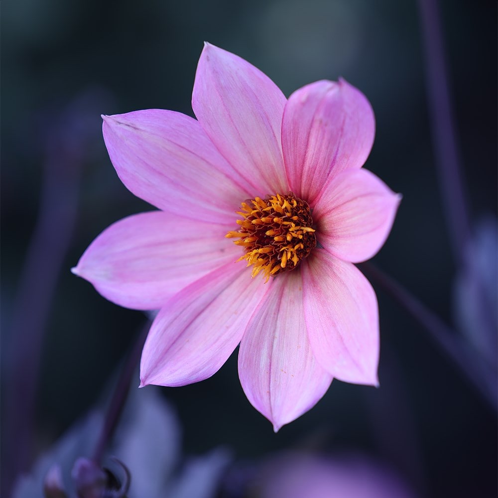 Product options image