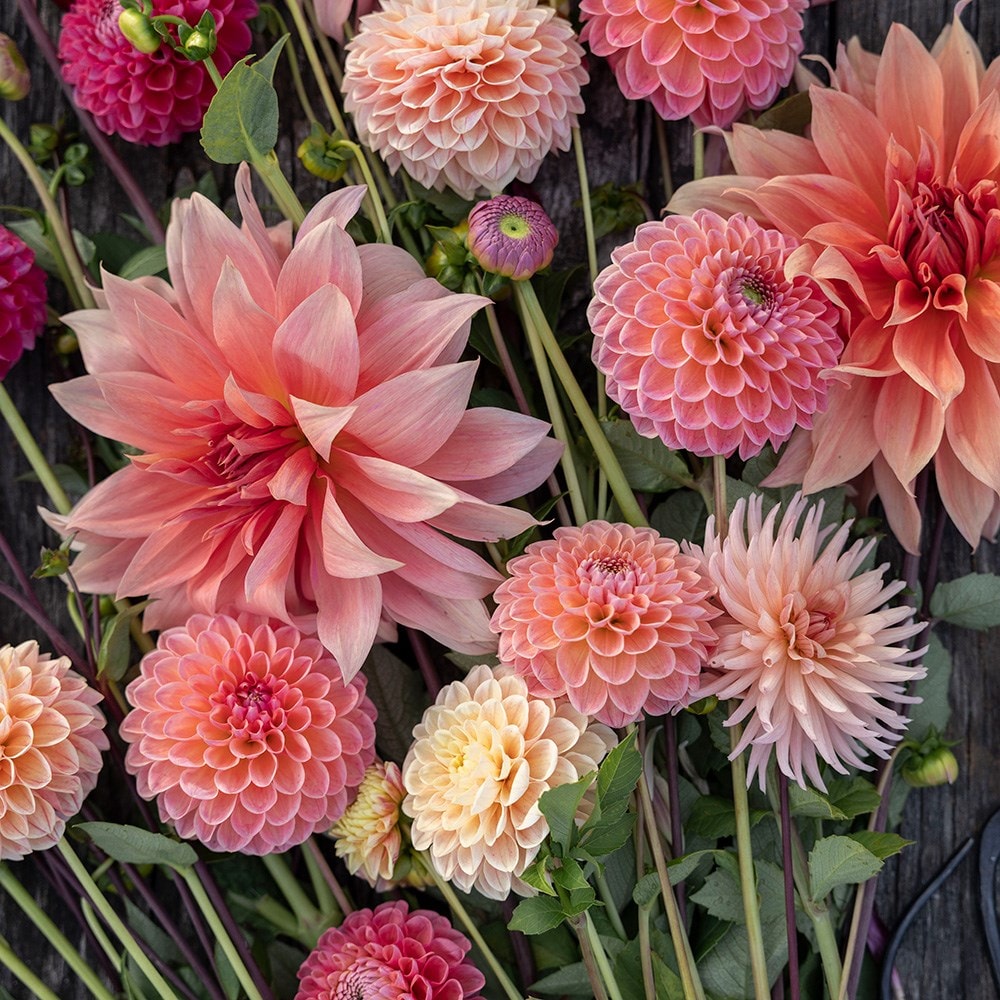 Product options image