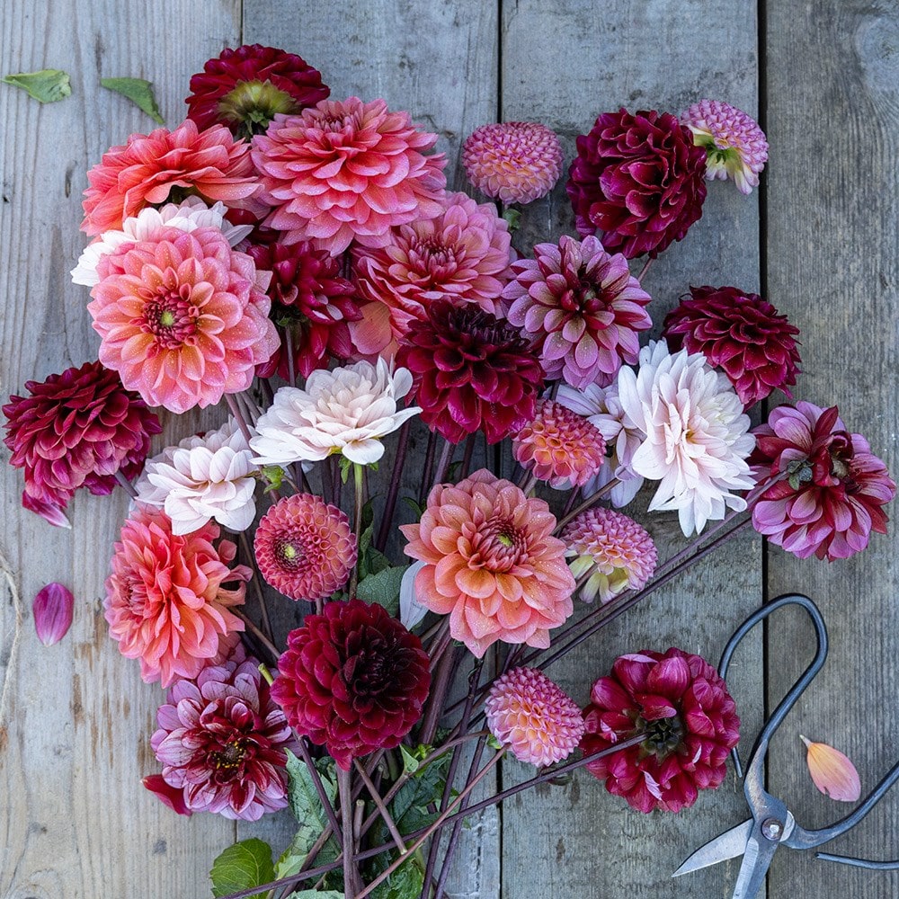 Product options image