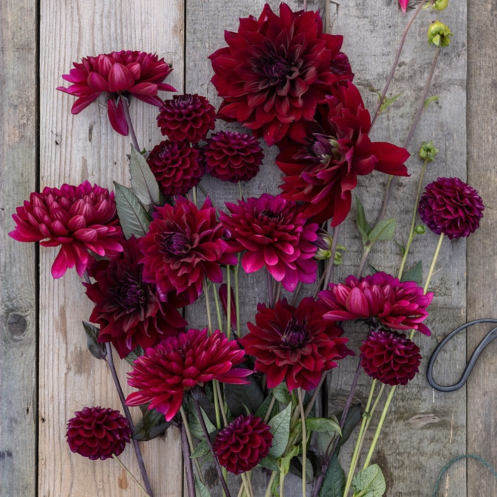 Product options image