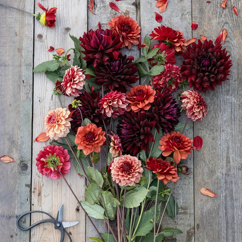 Product options image