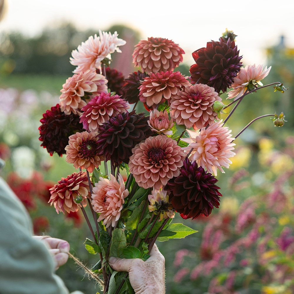 Product options image