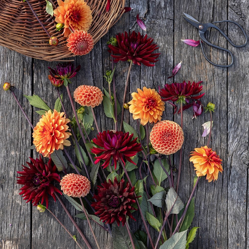 Product options image