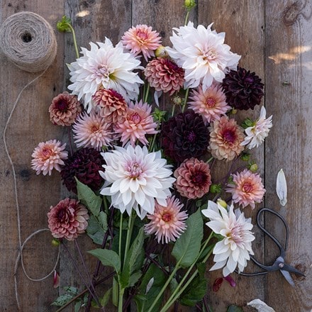Coffee and cream dahlia collection