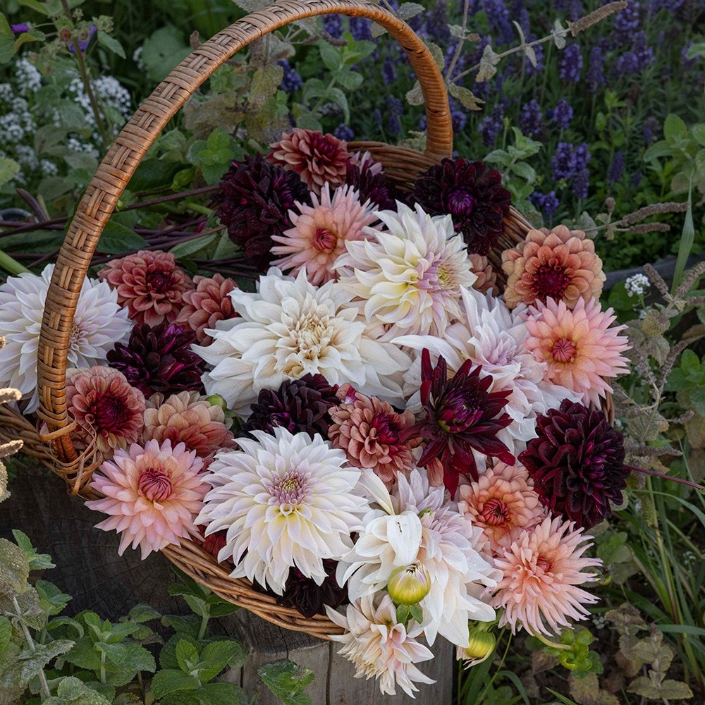 Product options image