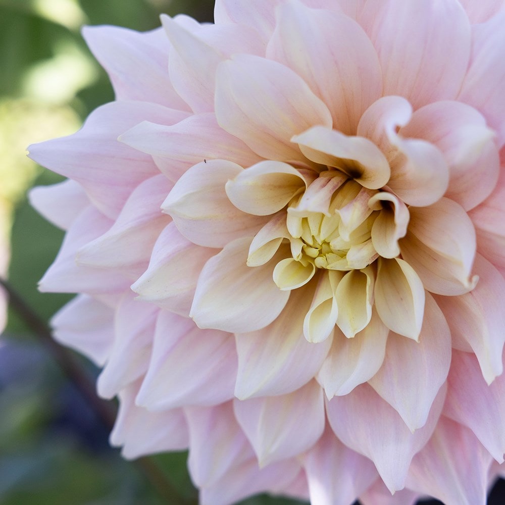 Product options image