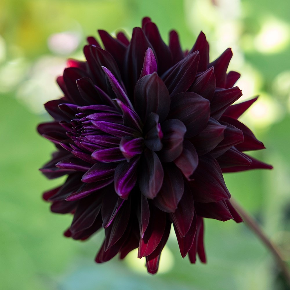 Product options image